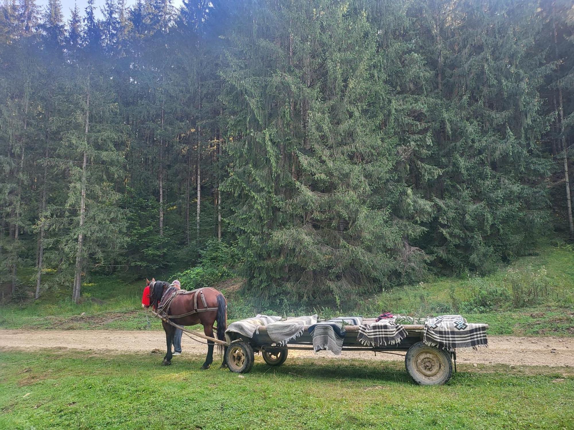 Soimii Bucovinei Residence Vatra Moldoviţei Buitenkant foto